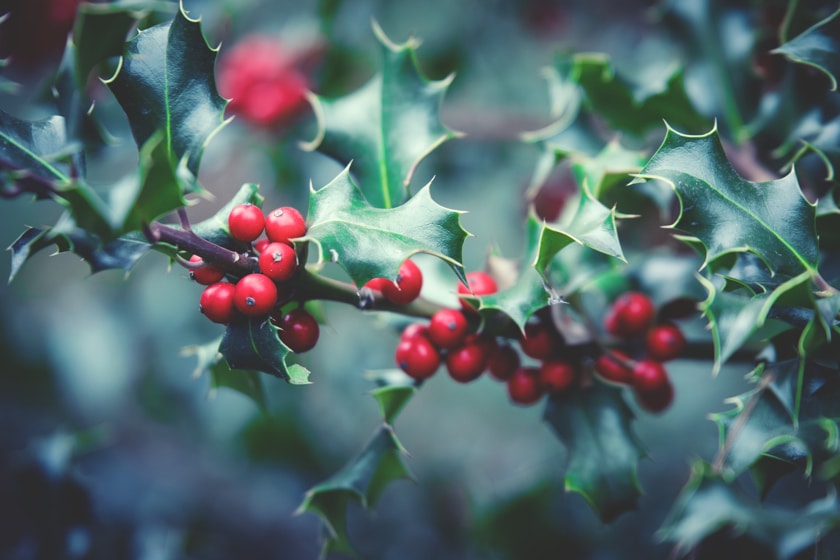 Midwinter, de Hulst en de Eik