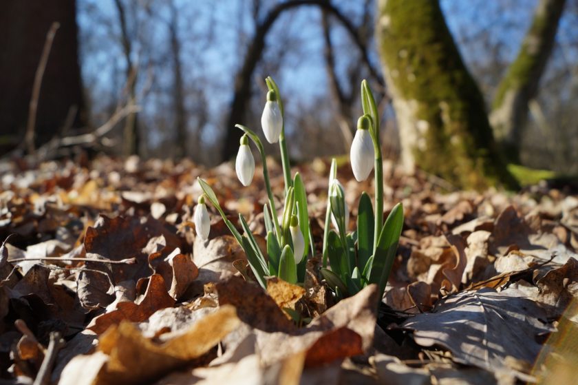Imbolc